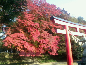 ２０１３賀茂神社の紅葉２