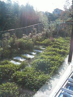 草ぼうぼうの陽だまりの庭